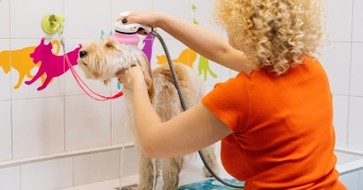 What Insurance Do Calgary Pet Groomers Need