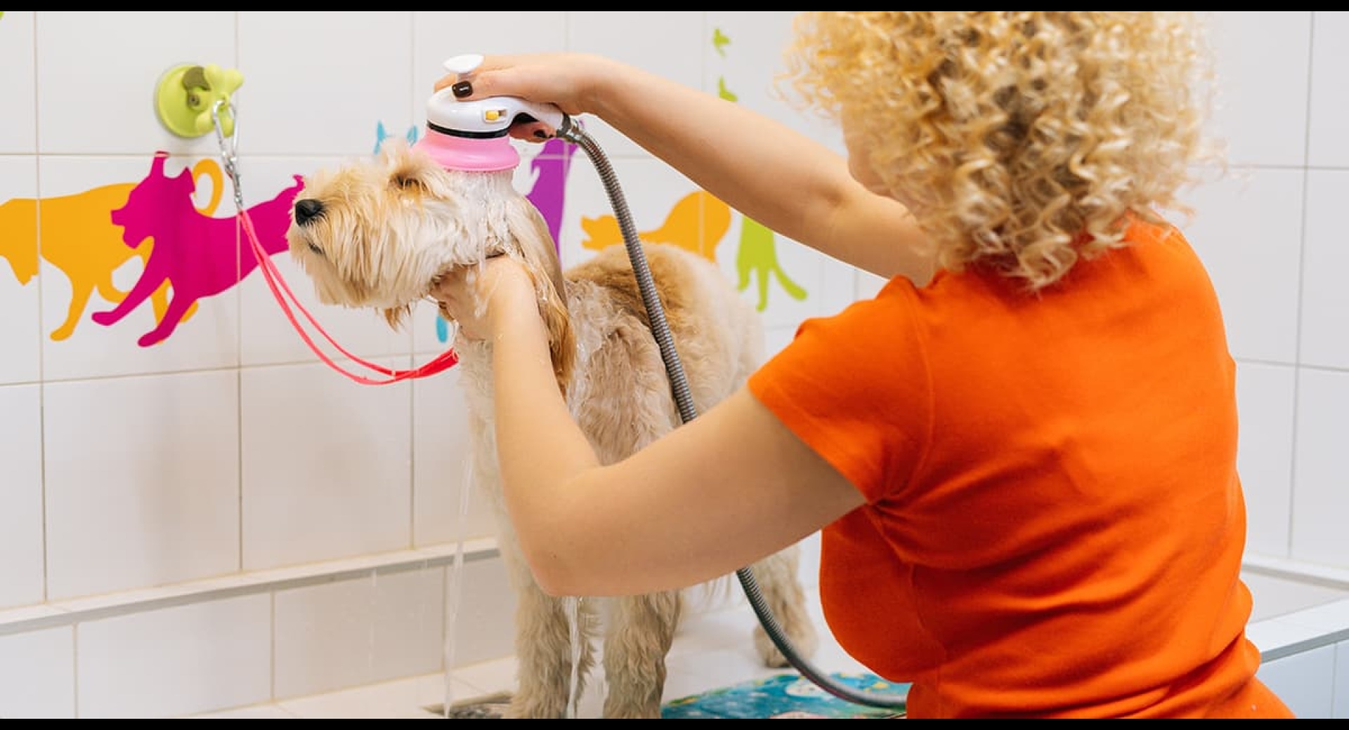 What Insurance Do Calgary Pet Groomers Need